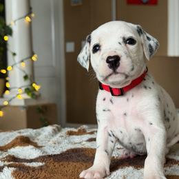 Female 2 - White and black female Dalmatian puppy in Lake Mathews, California from Bully Market