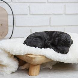 Slinky - Black male Labradoodle puppy in Bryantown, Maryland from Doodles on Duty