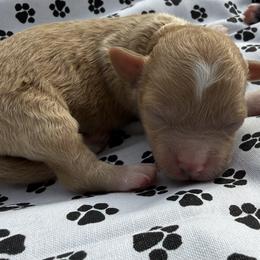 Boy 3 - Gold and white male Shihpoo puppy in Cottondale, Florida from Pat’s precious puppies
