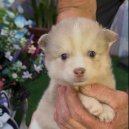 Rachael - Merle female Pomsky puppy in Spring Hill, Florida from PDQ Pomskies