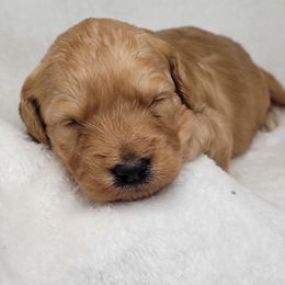 Goldendoodle Puppies from Lake Village Doodles