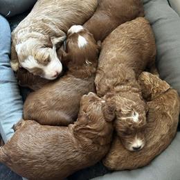 Goldendoodle Puppies from Carmel Classy Doodles