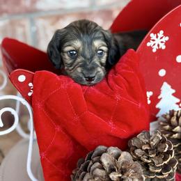 Boy 1 - Cream male Dachshund puppy in Deming, New Mexico from FoxieDoxies of New Mexico