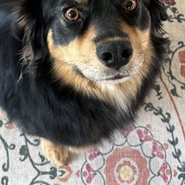 Reina - Australian Shepherd
