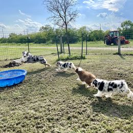 Australian Shepherd Puppies from Double BarH