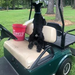 Miniature Schnauzer All Grown Up from Seventy Serenity Schnauzers