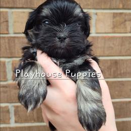Luigi - Black and tan male Shih Tzu puppy in Lebanon, Missouri from Playhouse Puppies