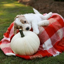 Goldendoodle Puppies from Ellie's Goldendoodles