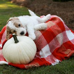 Goldendoodle Puppies from Ellie's Goldendoodles
