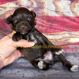 Milo AKC 3,400 - Liver male Miniature Schnauzer puppy in Dayton, Texas from Von Baron Schnauzers