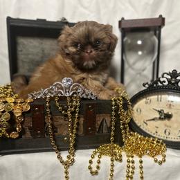 Moana - Liver and white female Shih Tzu puppy in Lakeland, Florida from The Townsend Tzu