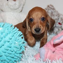 Boy 4 - Red male Dachshund puppy in Craig, Colorado from Rocky Mountain Shih Tzus and Dry Creek Miniature Dachshunds