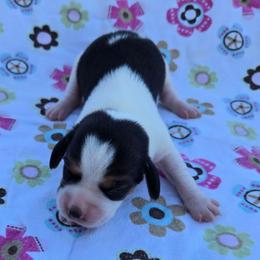 Capri - Black red and white female Beagle puppy in Bethany, Missouri from Fox Creek Beagles