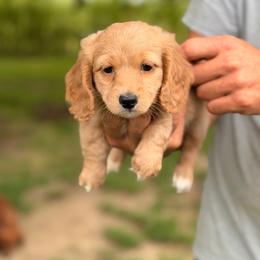 Boy 1 - Red male Dachshund puppy in Conway, Missouri from Ozark Mountain Kennel