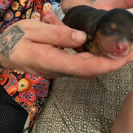 Boy 2 - Gray (blue) and tan male Dachshund puppy in Bakersfield, California from Dingle’s Dog House