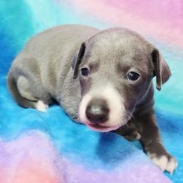 Starstruck - Blue male Italian Greyhound puppy in Cadwell, Georgia from All The DoDa Day Italian Greyhounds