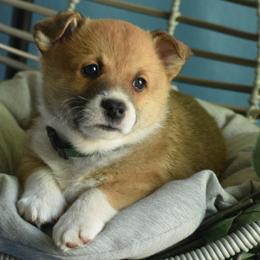 Boy 3 - Pembroke Welsh Corgi puppy in Gig Harbor, Washington from Pacific Northwest Pembroke Welsh Corgis