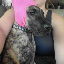 Great Dane Puppies from The Greater Dane Kennel