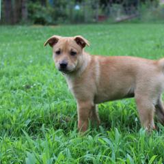 Carolina Dog Puppies from Williams Sweet Carolina