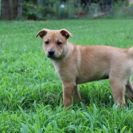Carolina Dog Puppies from Williams Sweet Carolina