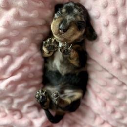Linen - Dapple male Dachshund puppy in Westport, Kentucky from Lonestar Creek Farm