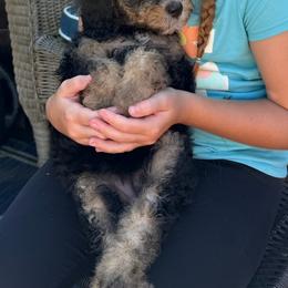 Goldilocks - Sable female Poodle puppy in Ellenburg Center, New York from Kristin's Puppies