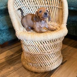 Shaded red 1 - Red male Dachshund puppy in Harold, Kentucky from Taylors Tiny Tails