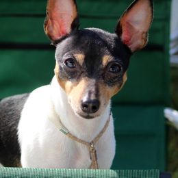 Toy Fox Terrier All Grown Up from Celticfox Toy Fox Terriers