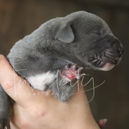 Denim - Blue male Great Dane puppy in Denison, Texas from Hundeity Great Danes