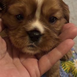 Cavalier King Charles Spaniel Puppies from Family first cavaliers