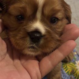 Cavalier King Charles Spaniel Puppies from Family first cavaliers