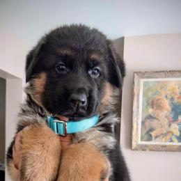 Male Puppy 1 - Black and red male German Shepherd puppy in Pocono Ranch Lands, Pennsylvania from Vom Haus Pharoah German Shepherd