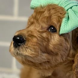 Goldendoodles from Penny’s Beautiful Doodles