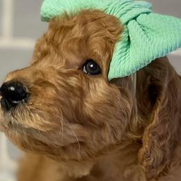 Goldendoodles from Penny’s Beautiful Doodles