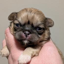Pekingese puppies from Amy’s Lil Pekingese