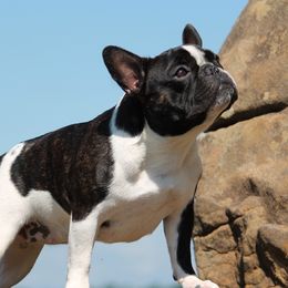 Orca - French Bulldog