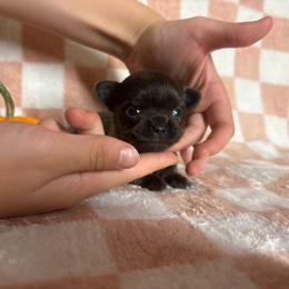 Princess - Blue female Chihuahua puppy in Beckemeyer, Illinois from Guardian’s of the Chihuahuas