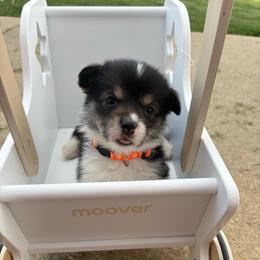 Orange Collar - Black and tan female Pembroke Welsh Corgi puppy in Abingdon, Virginia from Em-K Kennels