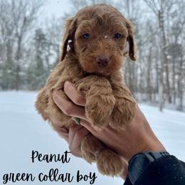 Peanut - Red  male Goldendoodle puppy in Taylorsville, North Carolina from Doggone Dixie Doodles