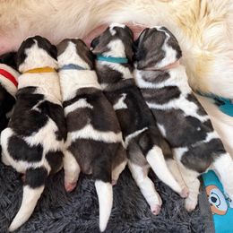 Pyrenean Mastiff Puppies from Bella Dulce