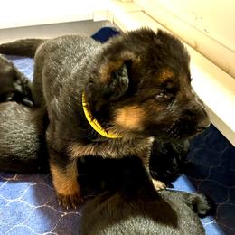 Yellow Female - Black and red female German Shepherd puppy in Puyallup, Washington from Majestic Royal German Shepherd’s