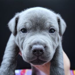 Peanut - Blue male Staffordshire Bull Terrier puppy in Dallas, Texas from Wild Blue Staffords