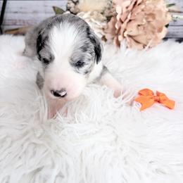 Jimmy Fargo - Blue merle and white male Sheepadoodle puppy in Nixa, Missouri from Davis Family Doodles