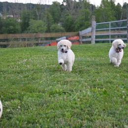 Poodle Puppies from D and D Standard Poodles