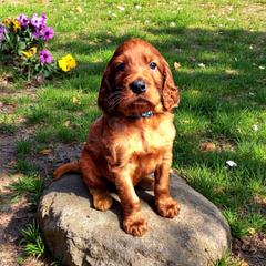 Boy 1- representative picture - Red Irish Doodle puppy in Madison, Wisconsin from Morningside Doodles