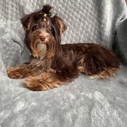 Xalori - Yorkshire Terrier
