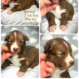 Sprout - Red and white male Siberian Husky puppy in Florence, Kentucky from Moonlight Howl Huskies