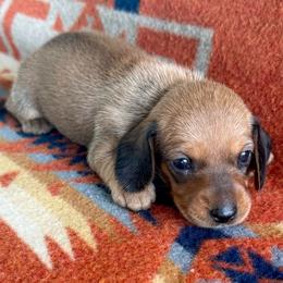 Godiva - Chocolate female Dachshund puppy in Okeechobee, Florida from HotShot Kennels