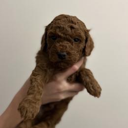 Blue collar - Red  male Goldendoodle puppy in North Carolina from Lynes of Doodles