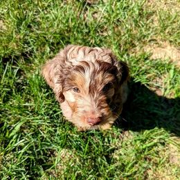 Aussiedoodle Puppies from Appleblossom Aussiedoodles